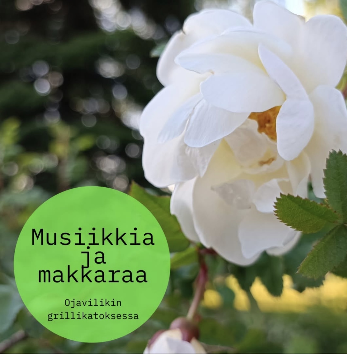Musiikkia ja Makkaraa Ojavilikin grillikatoksessa