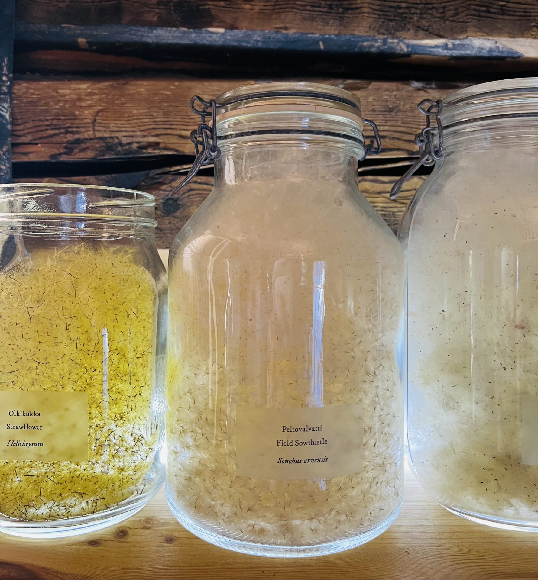 Luonnontaiteen museo - Anni Rapinojan avajaiset 13. - 14.6.